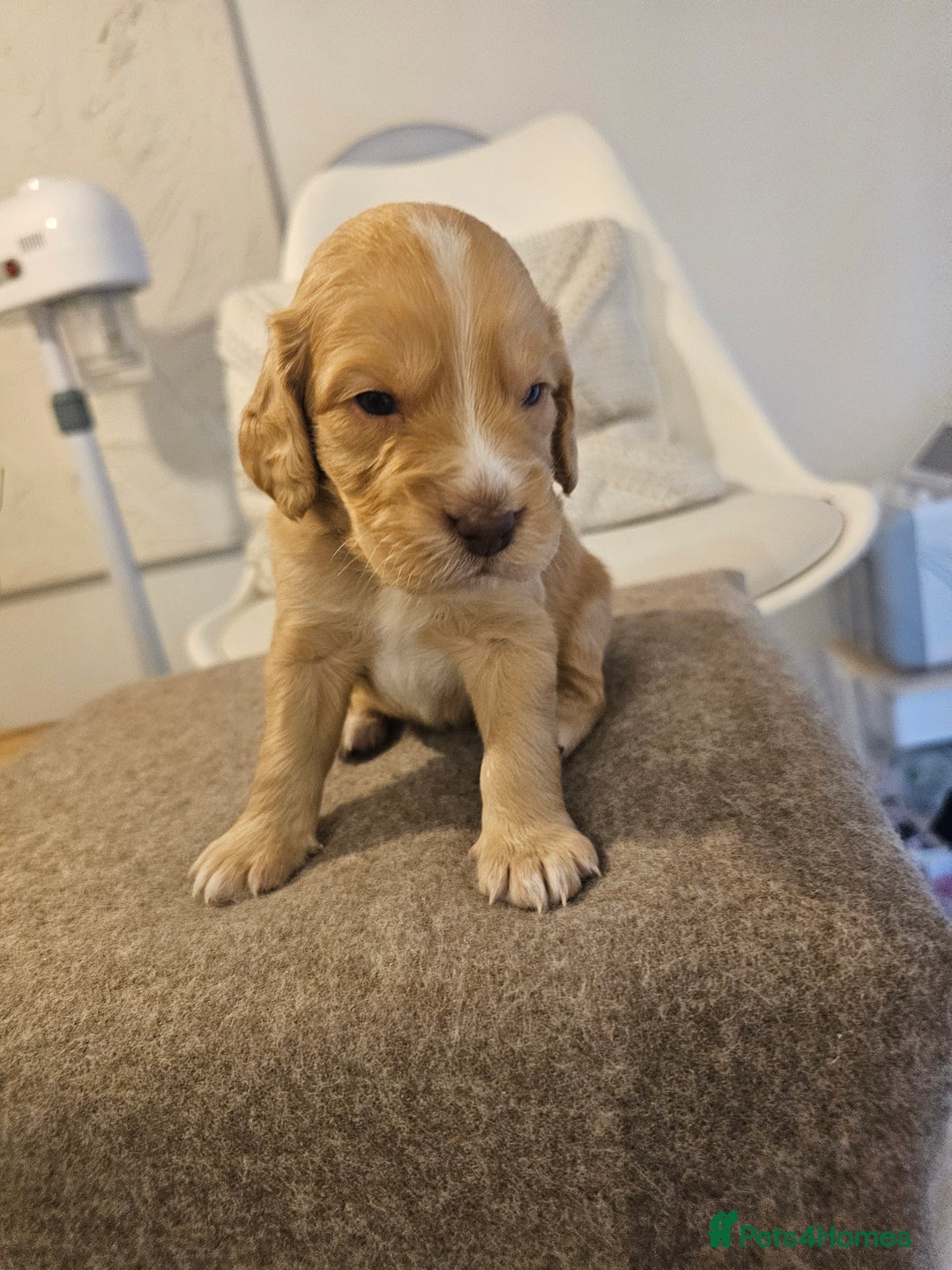 Cockapoo dogs for sale: Stunning cockapoo puppies - Image 11