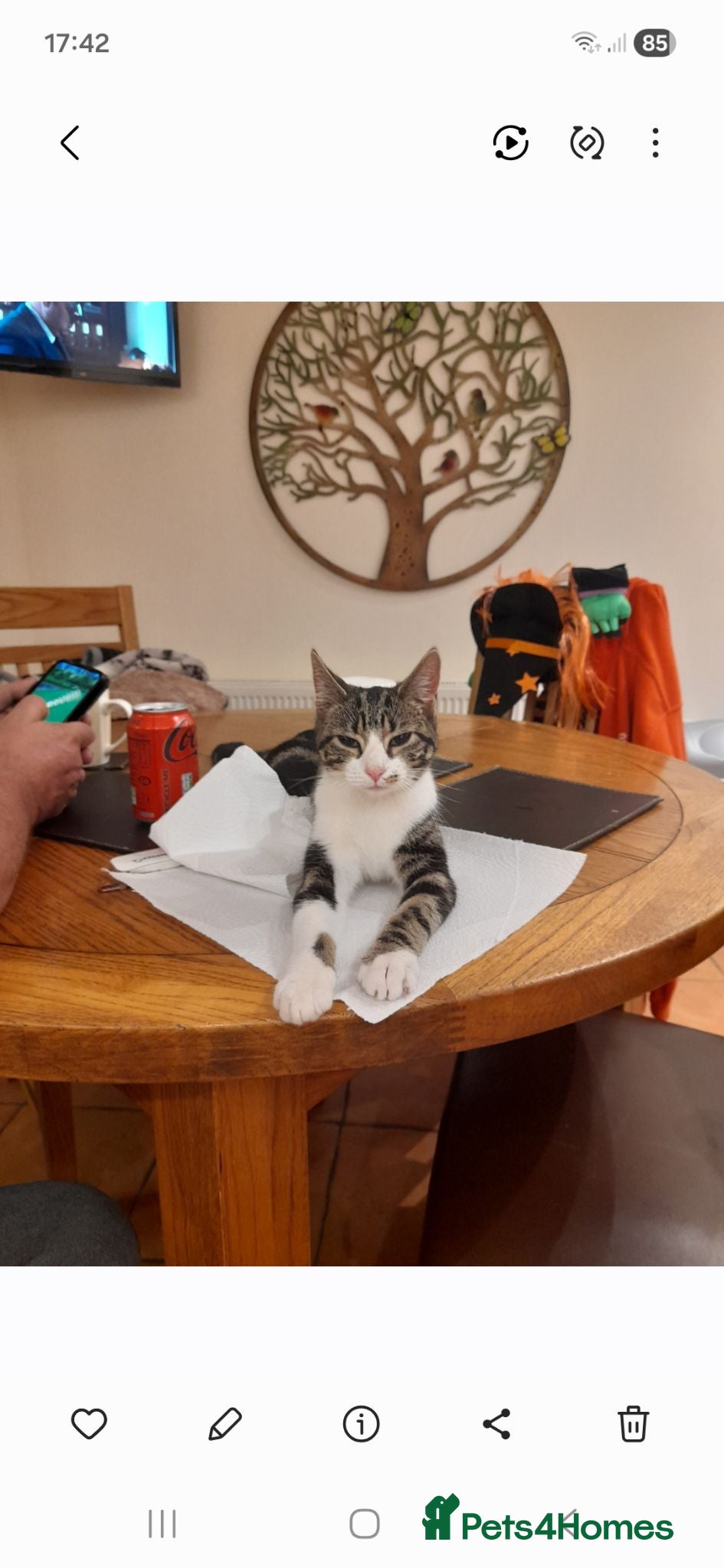 Domestic Shorthair cats Tabby & White Female - Advert 6