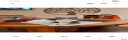 Domestic Shorthair cats for sale: Tabby & White Female in Wisbech - Advert 1