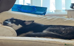 Mixed Breed dogs for sale: Meet Sparks - Image 17