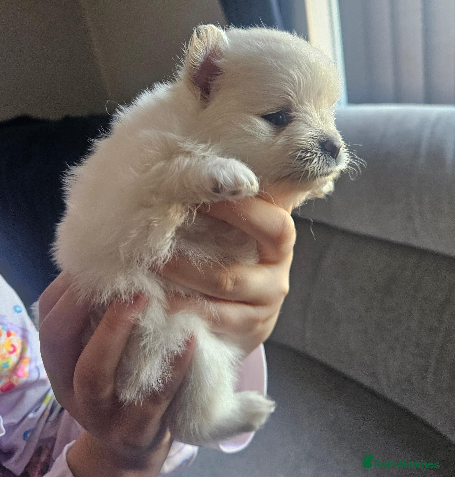 Pomeranian dogs 2 pomeranian puppies remaining  - Advert 7