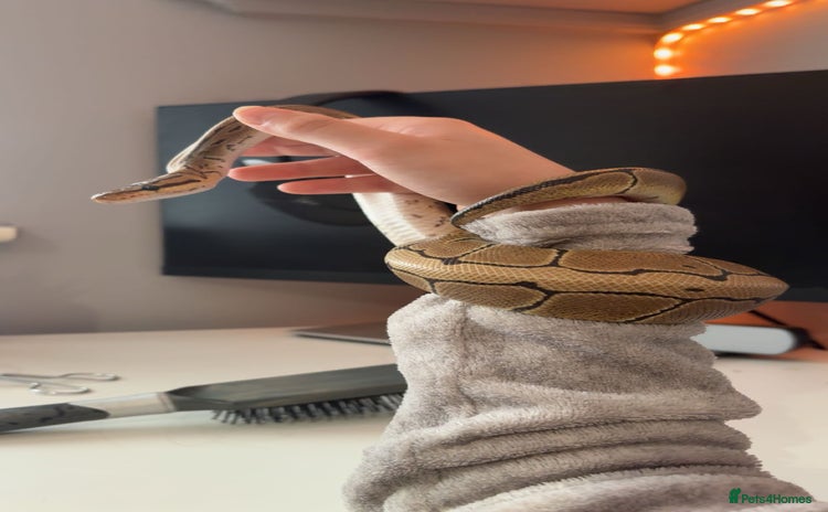 Python Snake reptiles - Advert 9