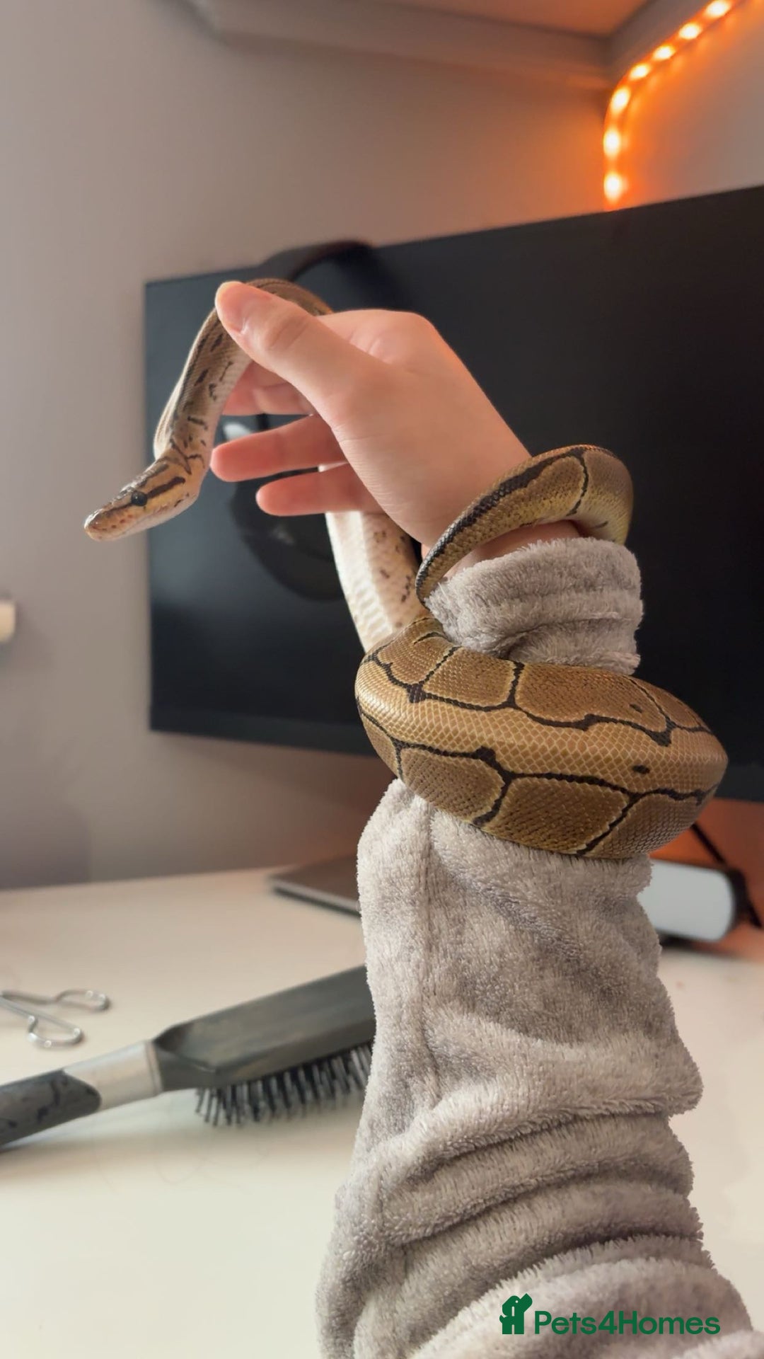 Python Snake reptiles for sale: pinstripe ball python for sale or good offers  - Image 1