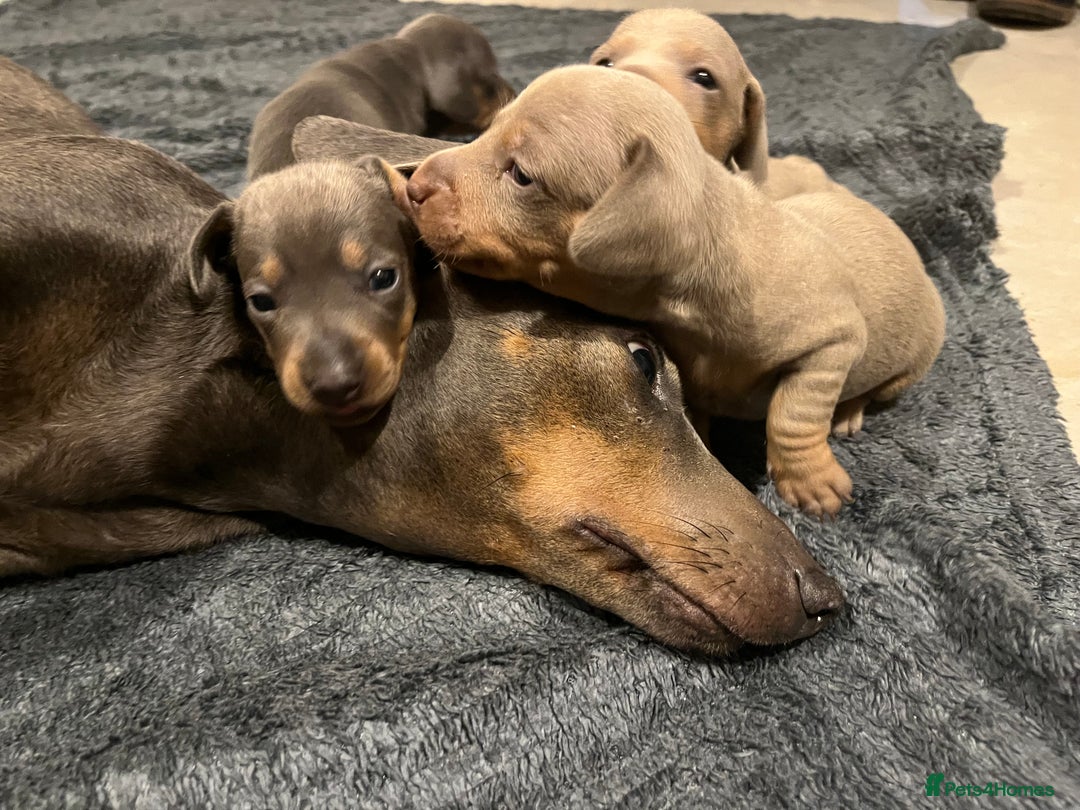 Dachshund dogs for sale: Stunning Dachshunds Ready to View - Advert 1