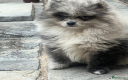 Pomeranian dogs for sale: ‼️💙QUALITY TEDDY BEAR MEARLE POMERANIAN💙 ‼️ - Image 8