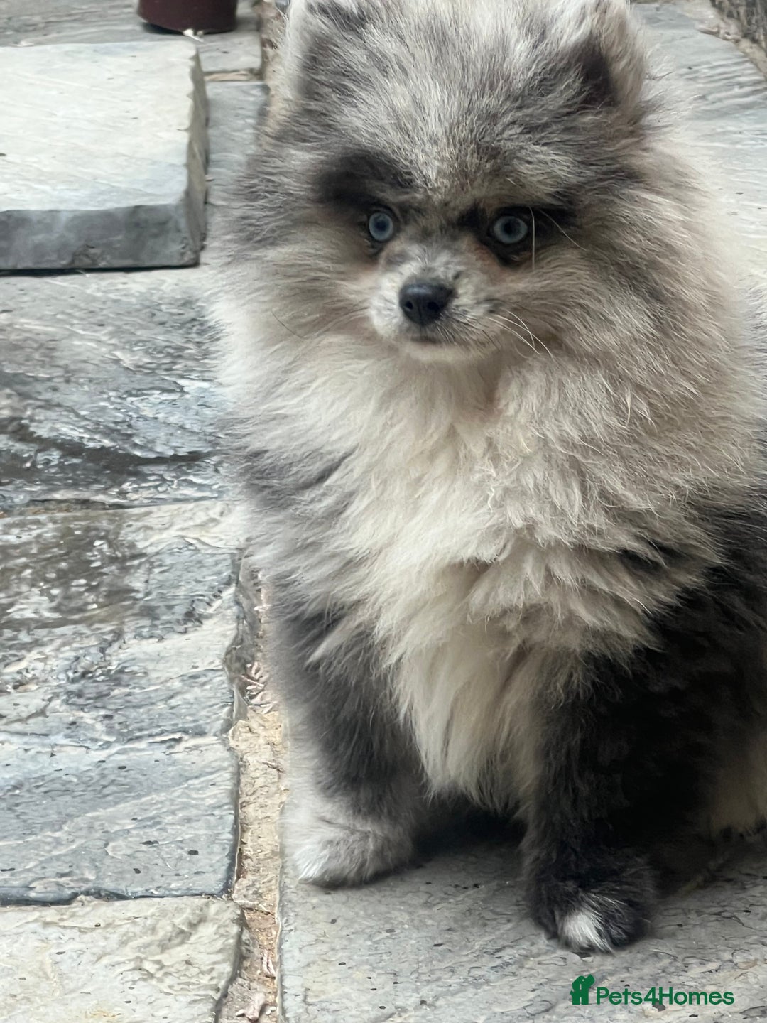 Pomeranian dogs for sale: ‼️💙QUALITY TEDDY BEAR MEARLE POMERANIAN💙 ‼️ - Image 8