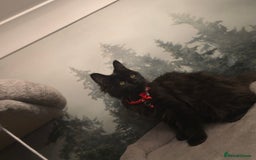 Maine Coon cats for sale: Last gorgeous Maine Coon  - Advert 8