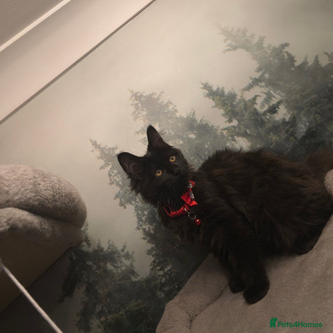 Maine Coon cats for sale: Last gorgeous Maine Coon  - Advert 8