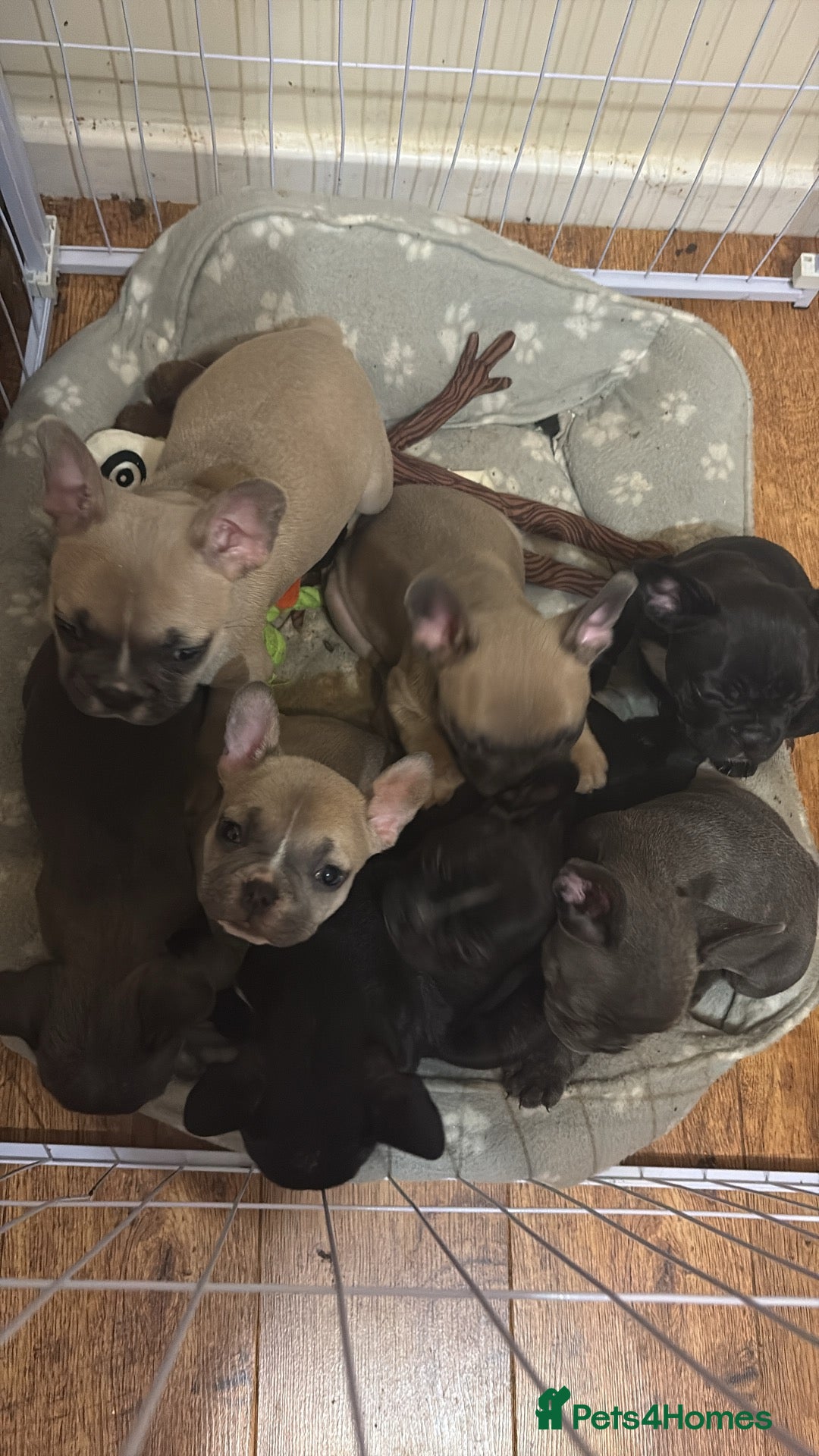 French Bulldog dogs French Bulldog Puppies - Advert 6