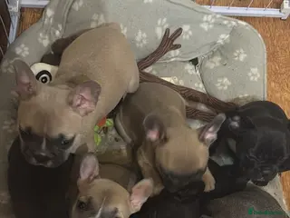 French Bulldog dogs French Bulldog Puppies - Advert 6