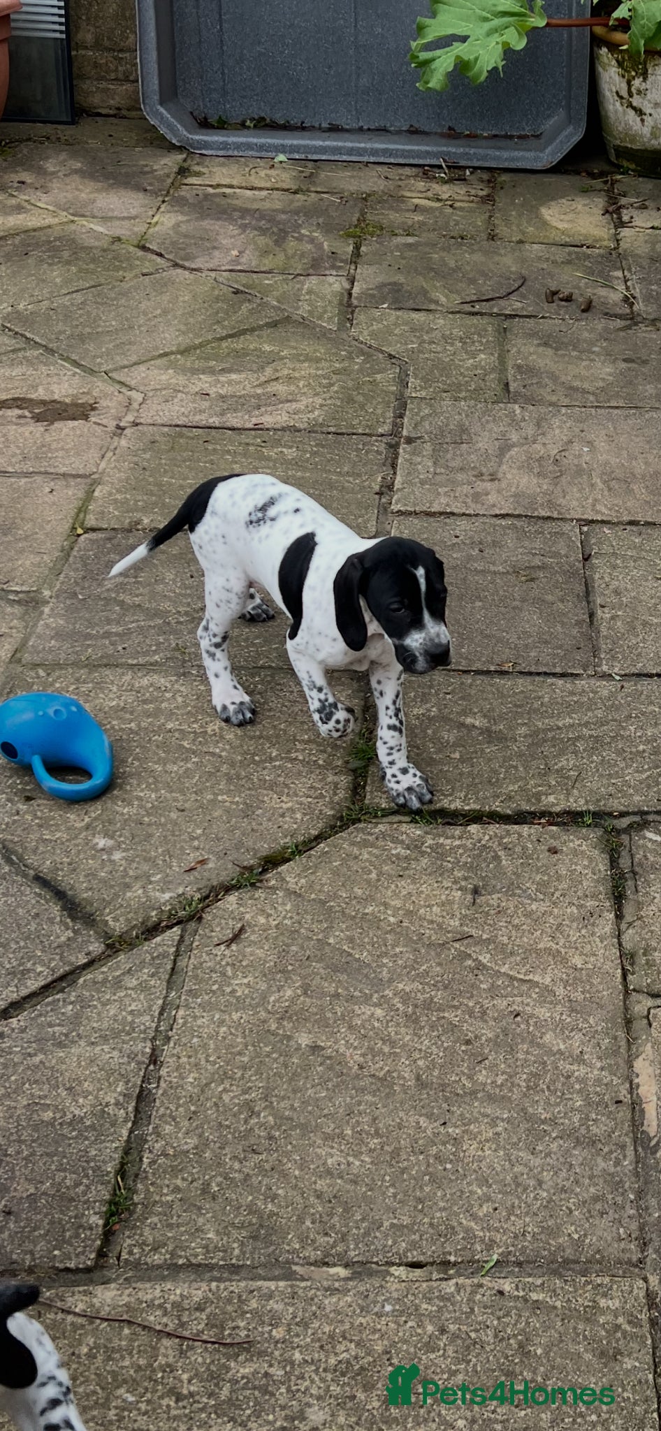 Pointer dogs Beautiful Pointer puppies  - Advert 1