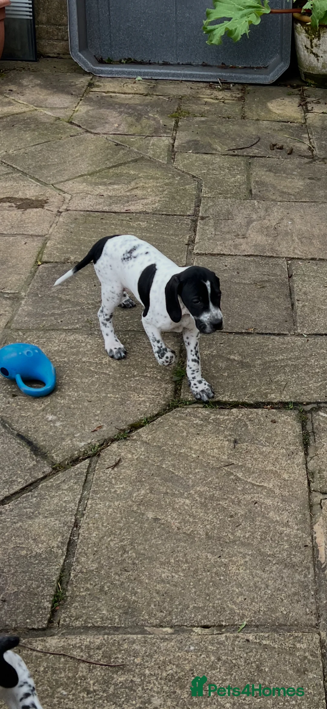 Pointer dogs for sale: Beautiful Pointer puppies  - Advert 2