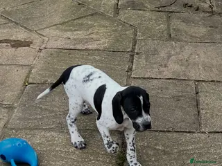 Pointer dogs Beautiful Pointer puppies - Advert 12