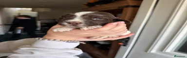 Boy 2