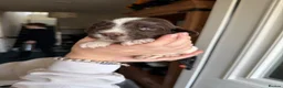 English Springer Spaniel dogs for sale: Springer spaniels puppies - Advert 14