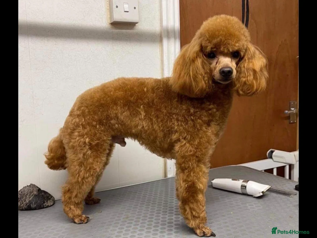 Bichon Frise dogs for stud: Red Toy poodle DNA tested & BVA tested at stud in Brampton - Advert 3