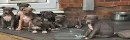 Staffordshire Bull Terrier dogs for sale: American Staffordshire terrier.ready to leave!!!  - Advert 1