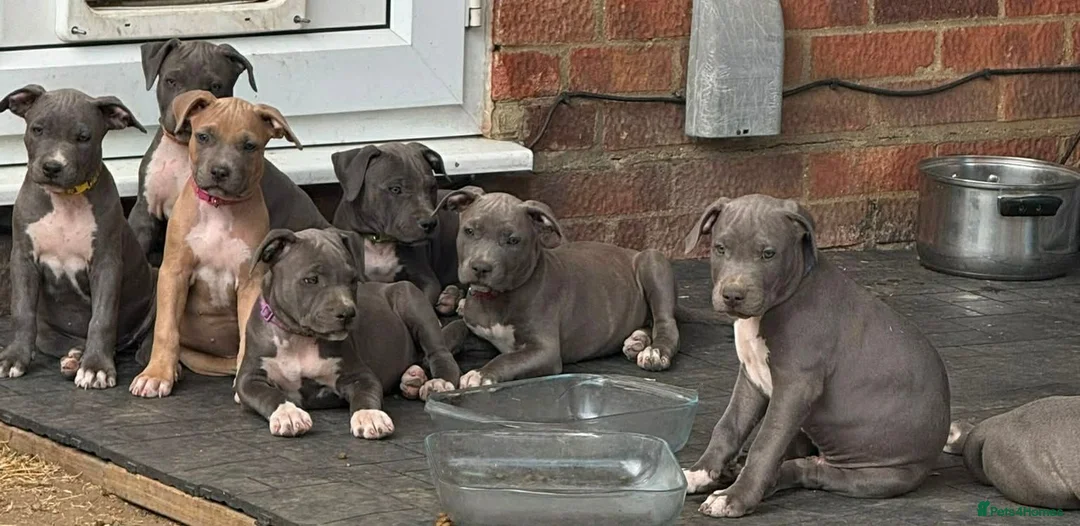 Staffordshire Bull Terrier dogs for sale: American Staffordshire terrier.ready to leave!!!  - Advert 1