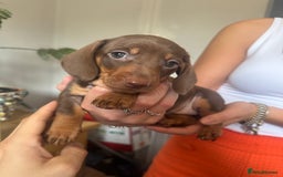 Dachshund dogs for sale: Sausage Dogs  - Image 2
