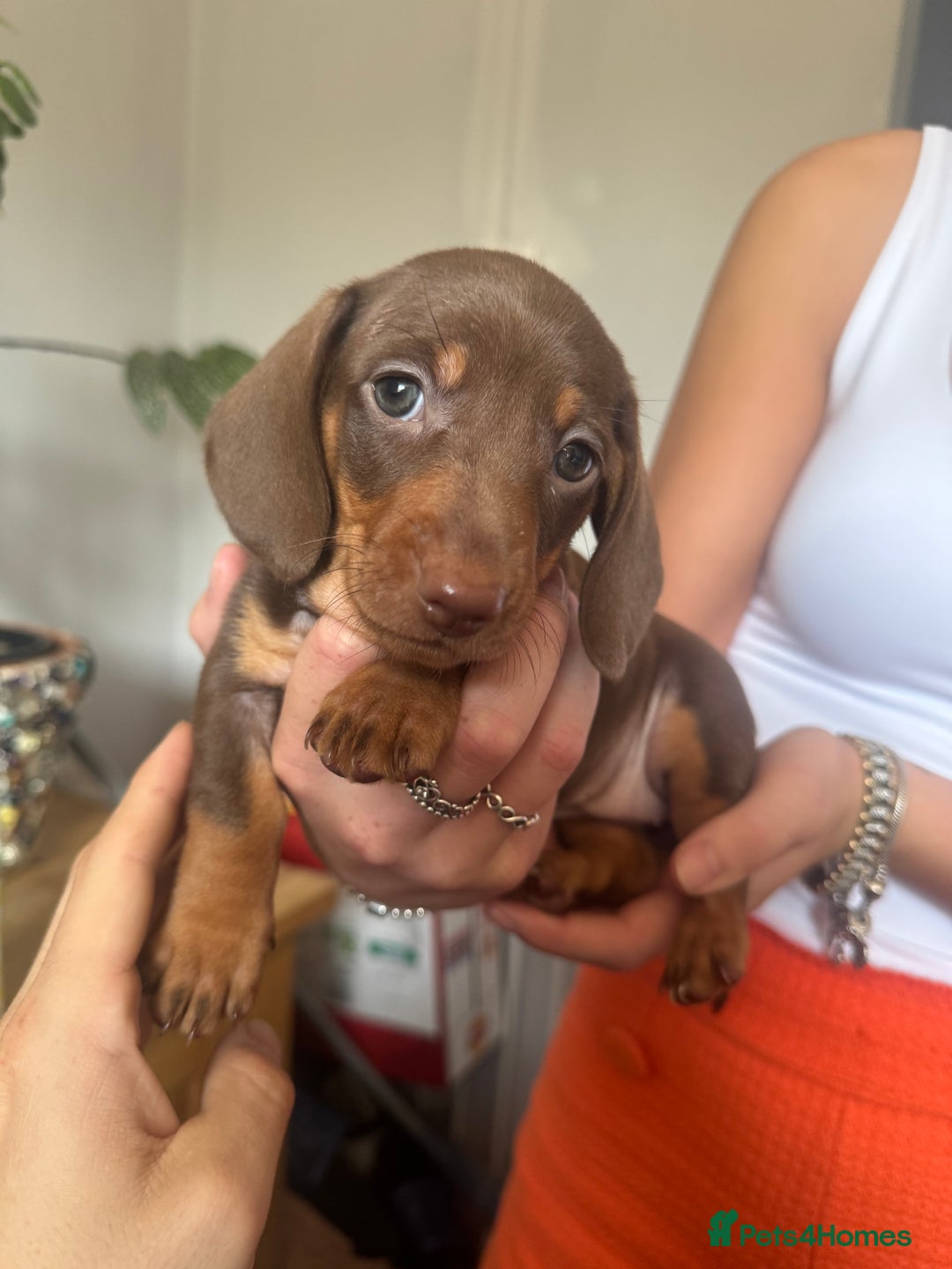 Dachshund dogs for sale: Sausage Dogs  - Image 2