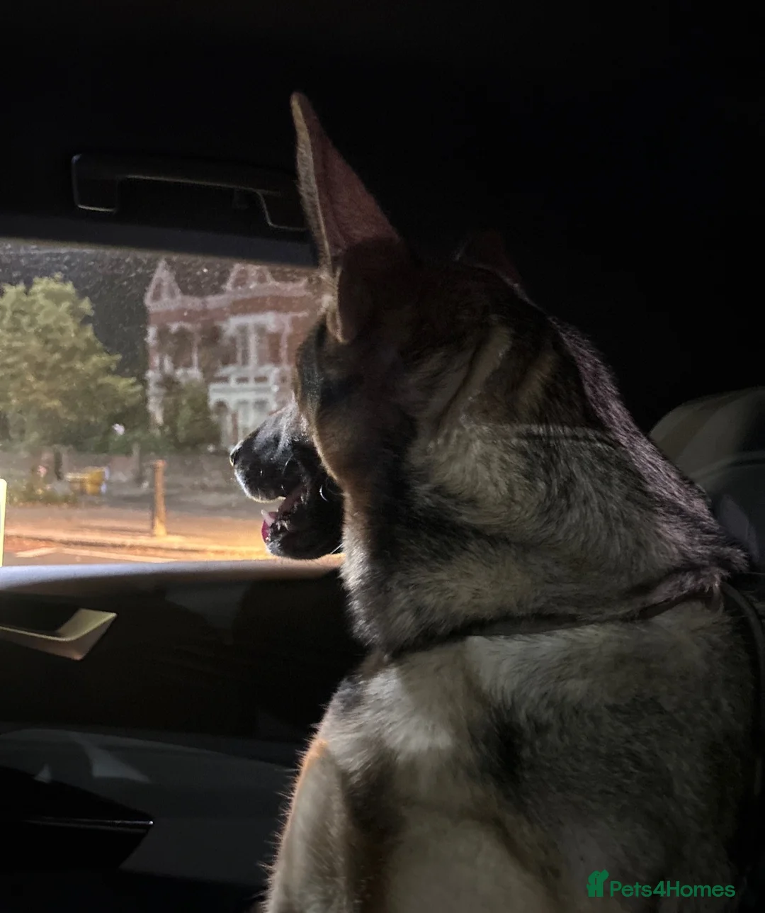 German Shepherd dogs for sale: Beautiful German Shepherd Girl  - Advert 1