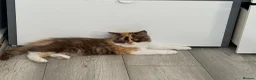 British Longhair cats for sale: Pedigree British Longhair chocolate tortie TICA - Advert 7