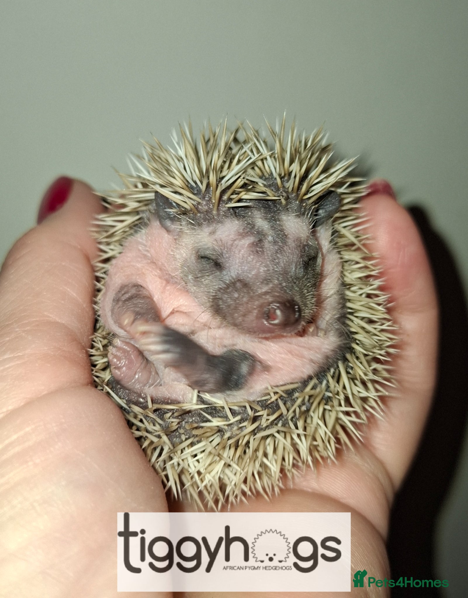 Pygmy Hedgehog rodents 1 handsome Male and 1 female available  - Advert 1