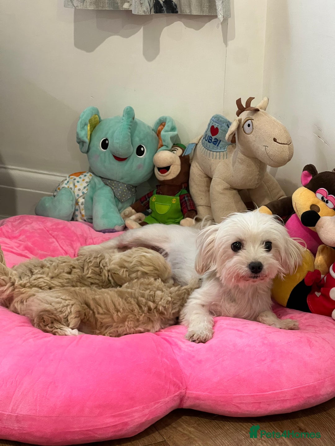 Maltipoo dogs for sale: 🩷Maltipoo F1 Babies🩵 - Image 12