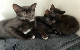 Mixed Breed cats for sale: 4 beautiful kittens looking new home 🩷 - Image 8