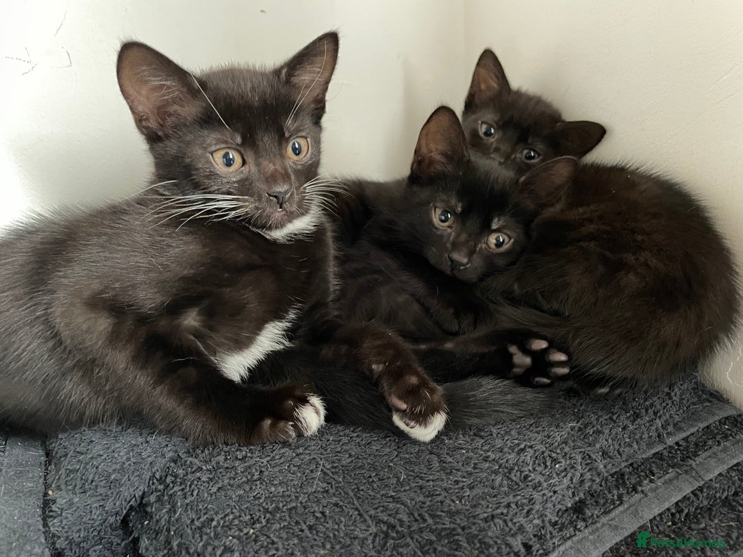 Mixed Breed cats for sale: 4 beautiful kittens looking new home 🩷 - Image 8