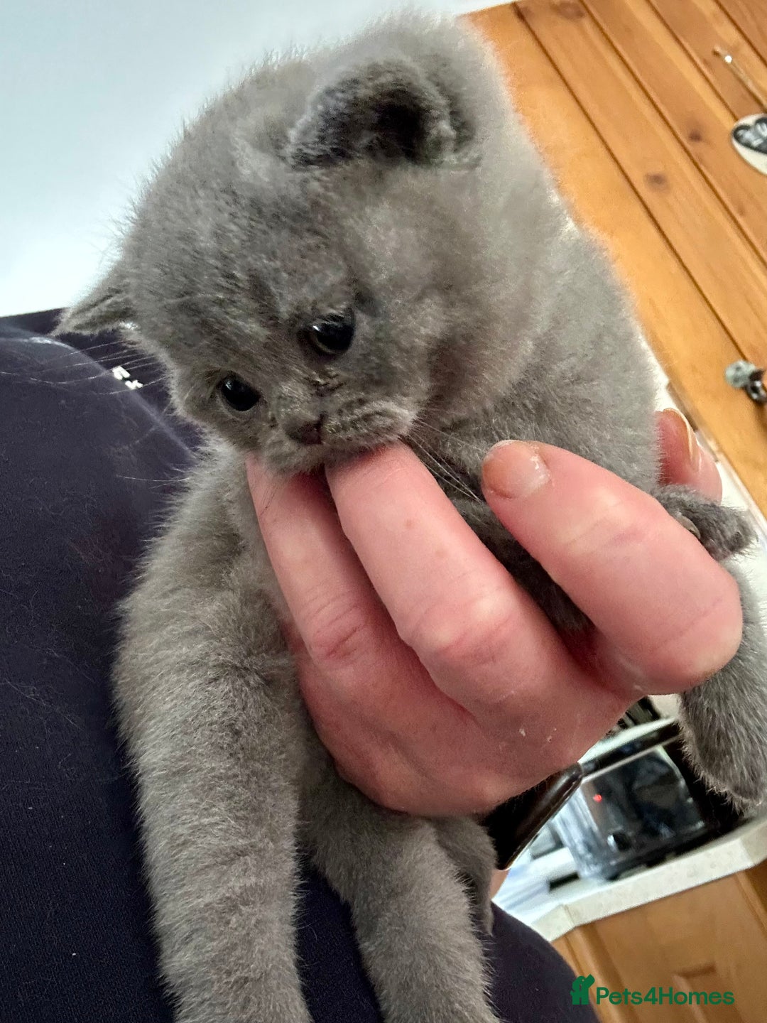 British Shorthair cats for sale: GCCF BSH Beautiful Kitten - 1 blue male  - Image 15