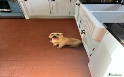 Norfolk Terrier dogs for sale: Retired stud boy 6 years old   - Image 3