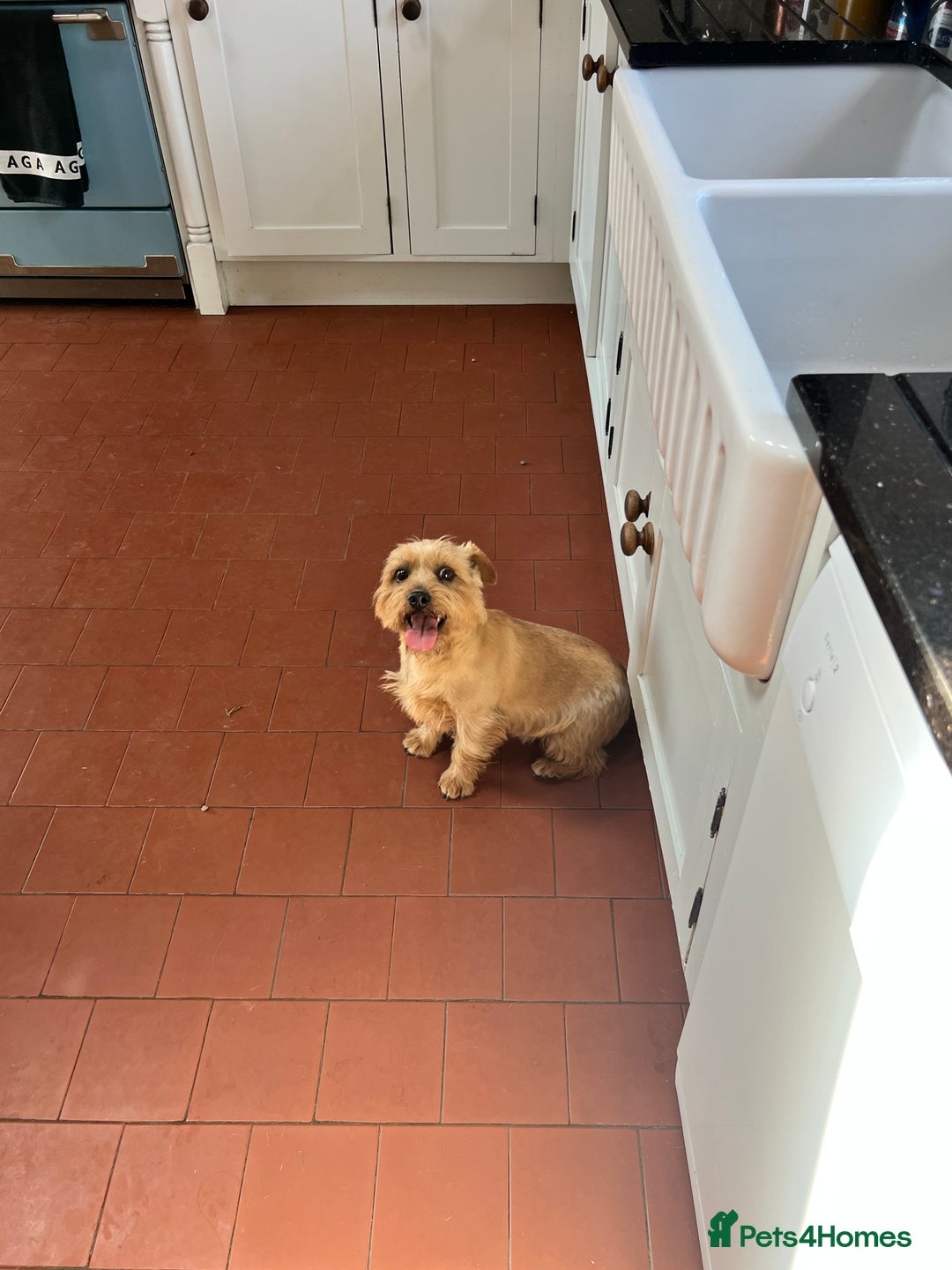Norfolk Terrier dogs for sale: Retired stud boy 6 years old   - Image 3