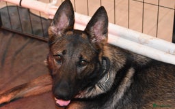 Mixed Breed dogs for sale: GSD × Dutch Herder – Top European Working Lines - Image 7