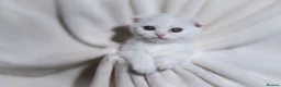 Scottish Fold cats for sale: Sottish Fold Beautiful kittens🐾 - £650 Each - Advert 3
