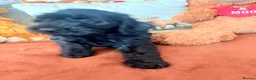 Mini Goldendoodle dogs for sale: READY NOW Gorgeous Mini Goldendoodles - Advert 8