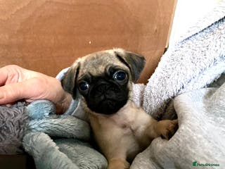 Pug dogs Male pug puppy - Advert 2