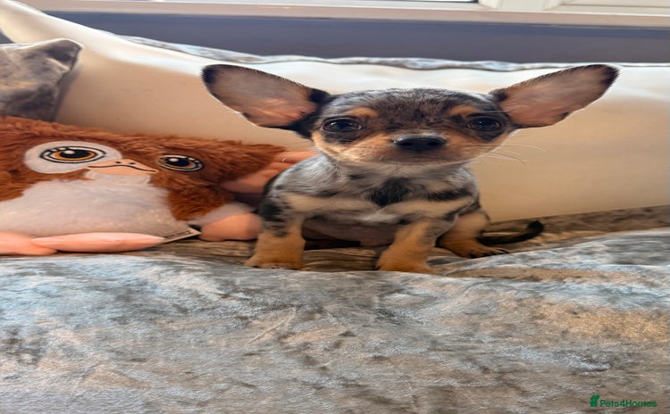 Chihuahua dogs - Advert 1