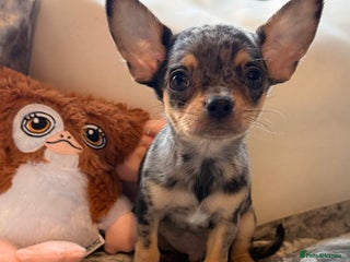 Chihuahua dogs - Advert 4