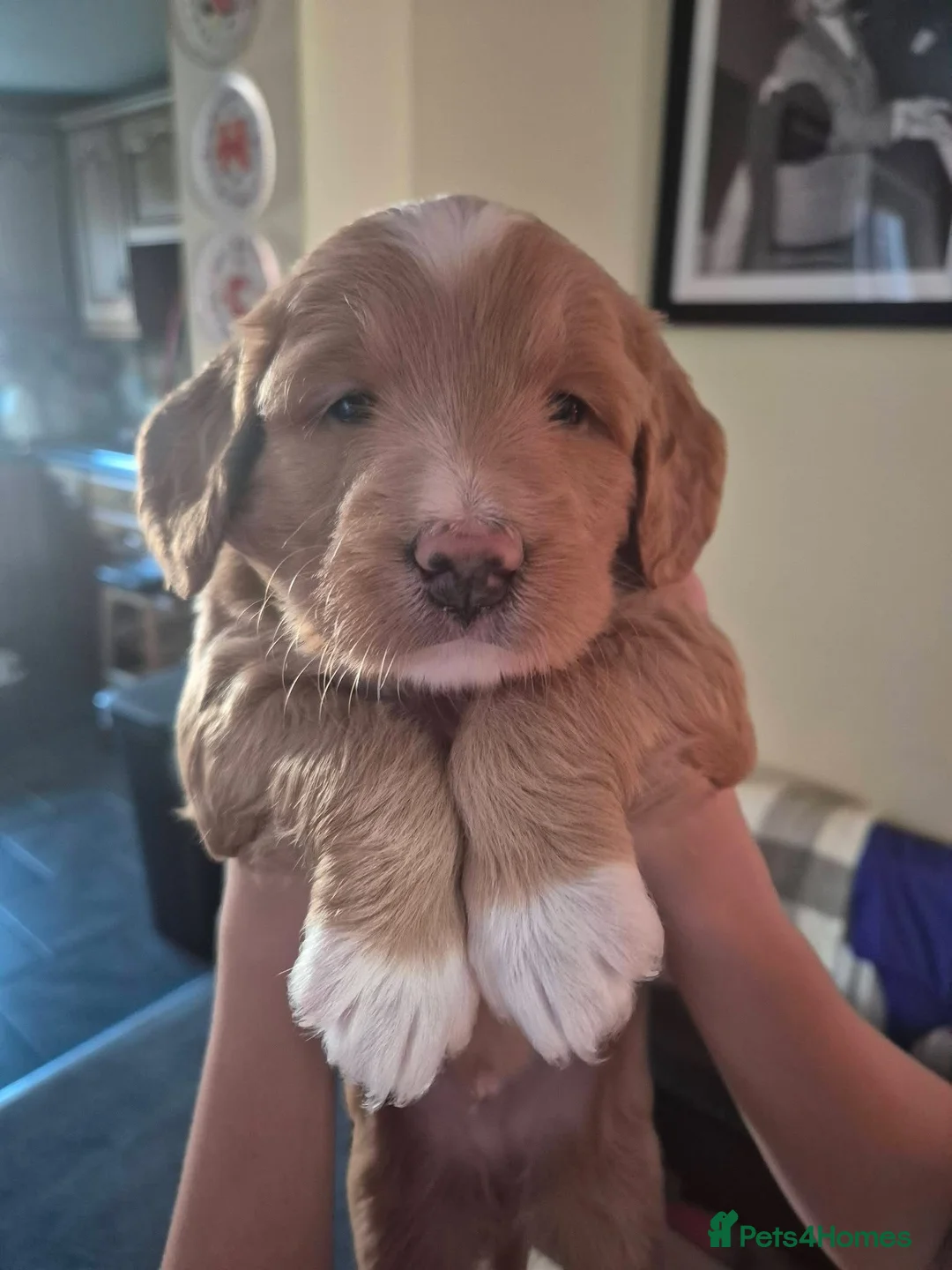 Mixed Breed dogs for sale: Australian labradoodle's - Advert 2