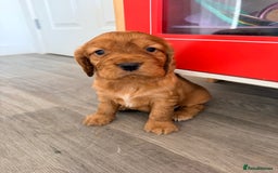 Cocker Spaniel dogs for sale: Cocker spaniel  - Image 4