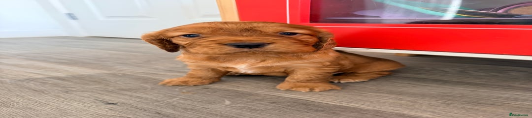 Cocker Spaniel Puppy 2