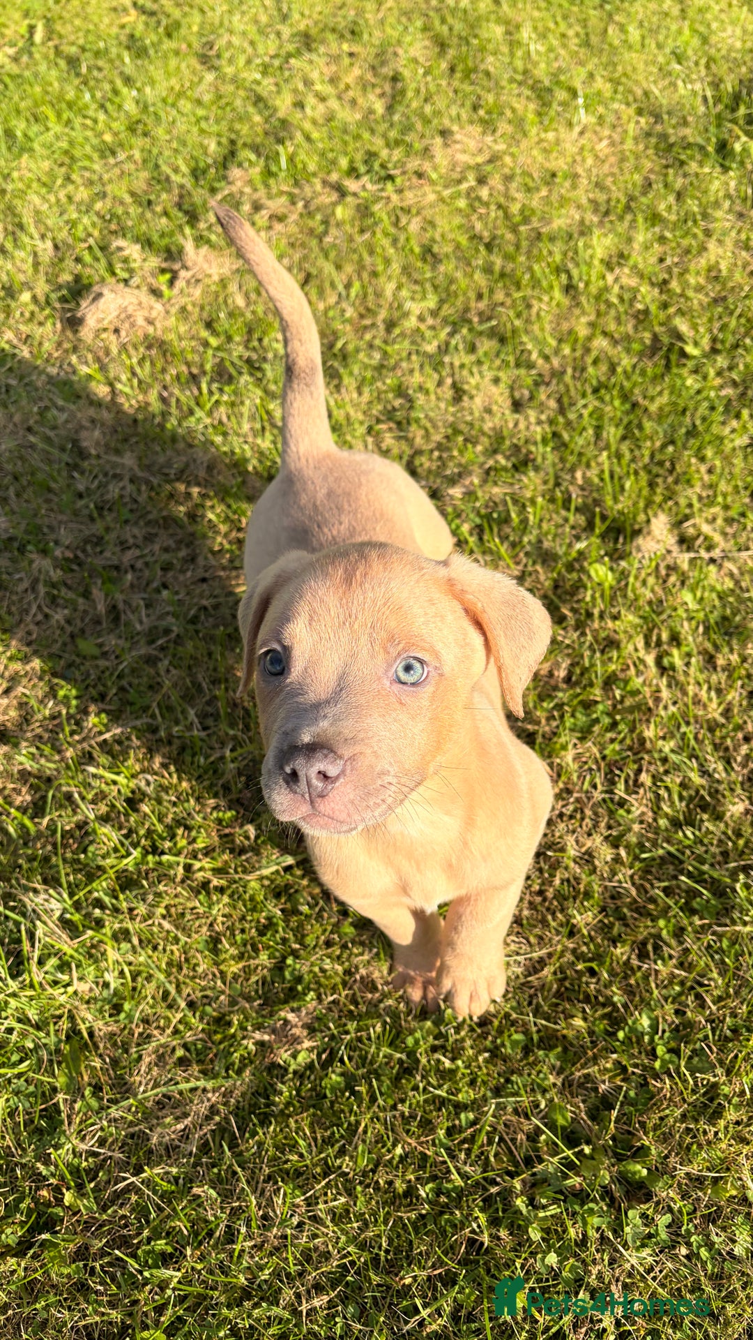 Mixed Breed dogs for sale: Service dog trainee puppy ACE :)  - Advert 1