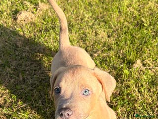 Mixed Breed dogs Service dog trainee puppy ACE :) - Advert 6