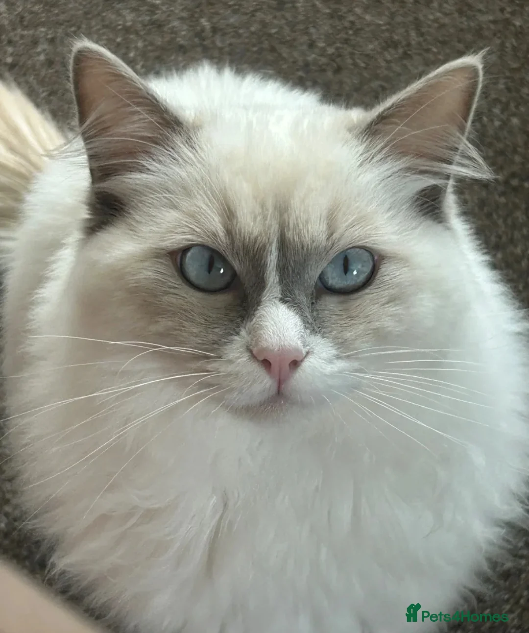 Ragdoll cats for sale: PURE ragdoll male  - Advert 1