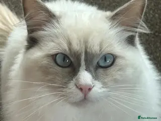 Ragdoll cats PURE ragdoll male - Advert 1