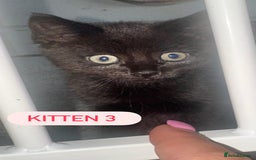 Domestic Shorthair cats for sale: 4 Female Kittens - Image 8