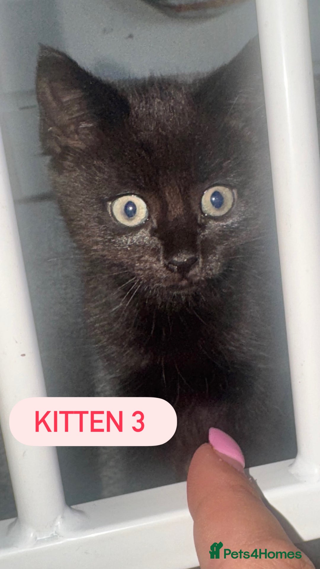 Domestic Shorthair cats for sale: 4 Female Kittens - Image 8