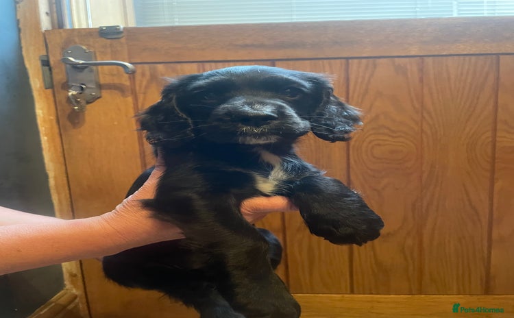 Cocker Spaniel dogs - Advert 14