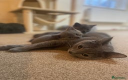 Russian Blue cats for sale: Gorgeous Russian blue/British Shorthair kittens - Advert 24